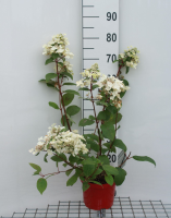 Hydrangea paniculata 'Wim's Red'   pot   40 50 cm