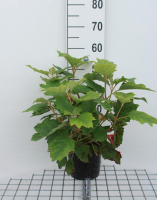 Hydrangea quercifolia 'Brido' (Snowflake)   pot   30 40 cm  