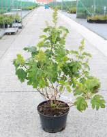 Hydrangea quercifolia   pot 20L   80 100 cm
