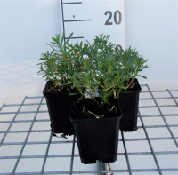 Iberis sempervirens   pot 9x9 cm  