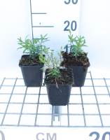 Iberis sempervirens 'Schneeflocke' (Snowflake)   pot 9x9 cm  