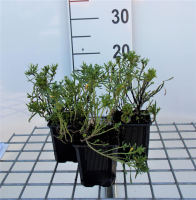 Iberis sempervirens 'Weisser Zwerg'   pot 9x9 cm  