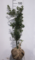 Ilex aquifolium 'Alaska'   aardekluit   60 80 cm