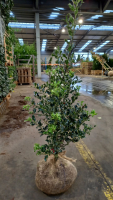 Ilex aquifolium 'Alaska'   aardekluit   80 100 cm