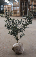 Ilex aquifolium   aardekluit   60 80 cm