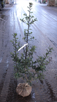 Ilex aquifolium   aardekluit   100 125 cm