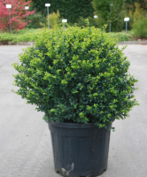 Ilex crenata 'Convexa'   pot   bolvorm diameter 70+ cm