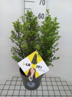 Ilex crenata 'Icoprins11' (Dark Green)   pot 5L   40 60 cm   struik