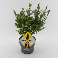 Ilex crenata 'Icoprins11' (Dark Green)   pot 2L   20 25 cm   struik