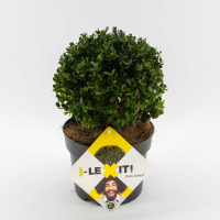 Ilex crenata 'Icoprins11' (Dark Green)   pot   bolvorm diameter 15 20 cm  