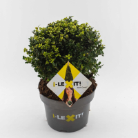 Ilex crenata 'Icoprins11' (Dark Green)   pot 5L   bolvorm diameter 25+ cm
