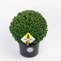 Ilex crenata 'Icoprins11' (Dark Green)   pot 25L   bolvorm diameter 50+ cm