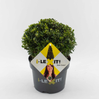 Ilex crenata 'Icoprins11' (Dark Green)   pot 3L   bolvorm diameter 20+ cm