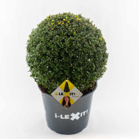 Ilex crenata 'Icoprins11' (Dark Green)   pot 15L   bolvorm diameter 40+ cm