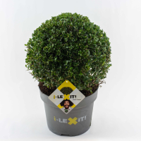 Ilex crenata 'Icoprins11' (Dark Green)   pot 10L   bolvorm diameter 35+ cm