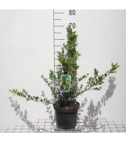 Ilex crenata 'Green Hedge'   pot   30 40 cm