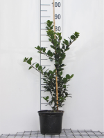Ilex x meserveae 'Blue Princess'   pot   40 60 cm