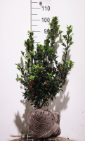 Ilex x meserveae 'Mesid' (Blue Maid)   aardekluit   60 80 cm