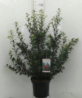 Ilex x meserveae 'Mesid' (Blue Maid)   pot 12L   100 125 cm