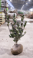 Ilex x meserveae 'Blue Prince'   aardekluit   60 80 cm