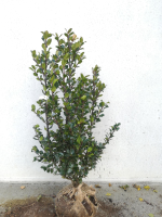 Ilex x meserveae 'Blue Prince'   aardekluit   80 100 cm