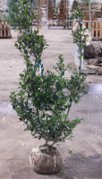 Ilex x meserveae 'Blue Prince'   aardekluit   100 125 cm