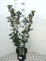Ilex x meserveae 'Blue Prince'   pot   40 60 cm  
