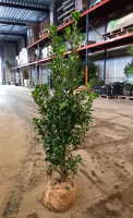 Ilex x meserveae 'Hachfee' (Heckenfee)   aardekluit   100 125 cm