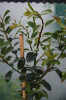 Ilex x meserveae 'Heckenpracht'   aardekluit   80 100 cm