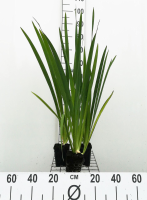Iris 'Ann Chowning'   pot 9x9 cm
