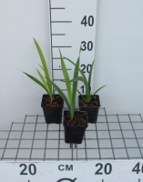 Iris foetidissima   pot 9x9 cm