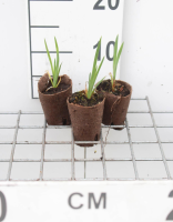 Iris pseudacorus   biopot diameter 7 cm