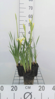 Iris sibirica 'Butter and Sugar'   pot 9x9 cm  