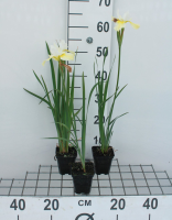 Iris sibirica 'Snow Queen'   pot 9x9 cm
