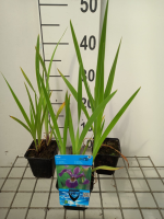 Iris versicolor   pot 9x9 cm  