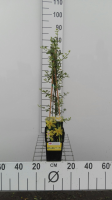 Jasminum nudiflorum   pot   50 60 cm  
