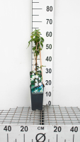 Jasminum officinale   pot   50 60 cm  