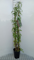 Jasminum officinale   pot 4,5L   80 100 cm