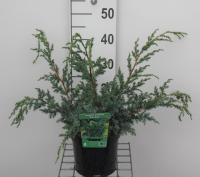 Juniperus chinensis 'Blue Alps'   pot   25 30 cm