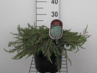 Juniperus communis 'Green Carpet'   pot   25 30 cm