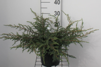 Juniperus communis 'Repanda'   pot   25 30 cm  