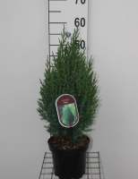 Juniperus chinensis 'Stricta'   pot   30 40 cm