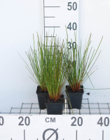 Juncus effusus   pot 9x9 cm  
