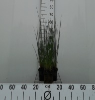 Juncus inflexus   pot 9x9 cm