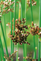 Juncus inflexus   biopot diameter 7 cm