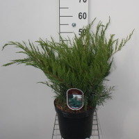 Juniperus x pfitzeriana 'Mint Julep'   pot   25 30 cm