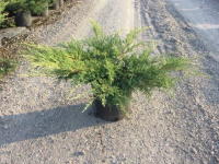 Juniperus x pfitzeriana 'Pfitzeriana Aurea'   pot 10L   50 60 cm
