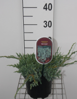 Juniperus squamata 'Blue Carpet'   pot   25 30 cm