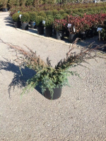 Juniperus squamata 'Blue Carpet'   pot 10L   50 60 cm
