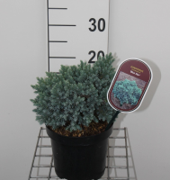 Juniperus squamata 'Blue Star'   pot   15 20 cm